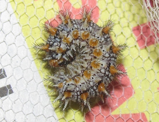 Allevamento di Melitaea didyma su Rhinanthus alectorolophus